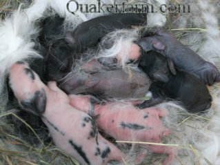 newborn baby bunnies