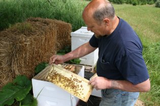 Quaker Bill and his bees, Harrisville, Michigan