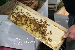 Quaker Bill and his bees, Harrisville, Michigan