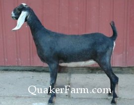 Nubian doe, Leila as a dry yearling.