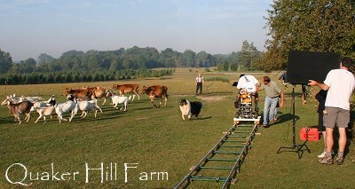 Rough Collie working with the herd at Quaker Farm