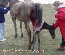 baby foal being born