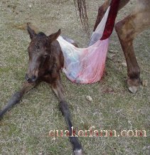 A foal is born