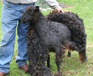 sheep shearing