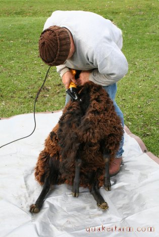 shearing sheep