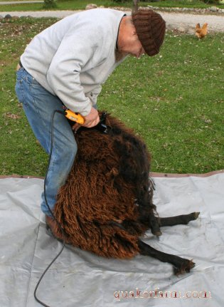 shearing