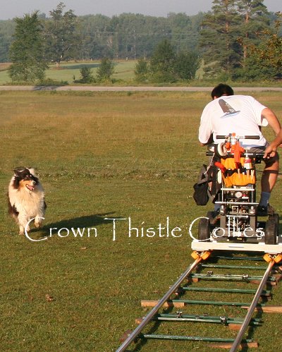 Rough Collie dog being filmed herding for Dogs 101